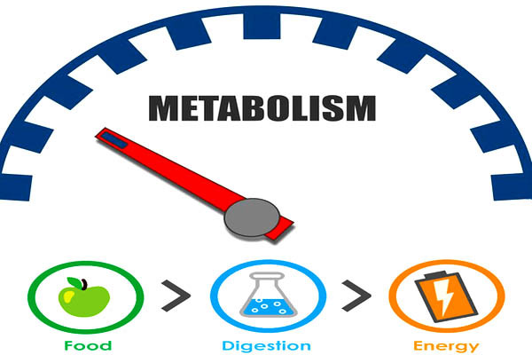 Factors Affecting Metabolism